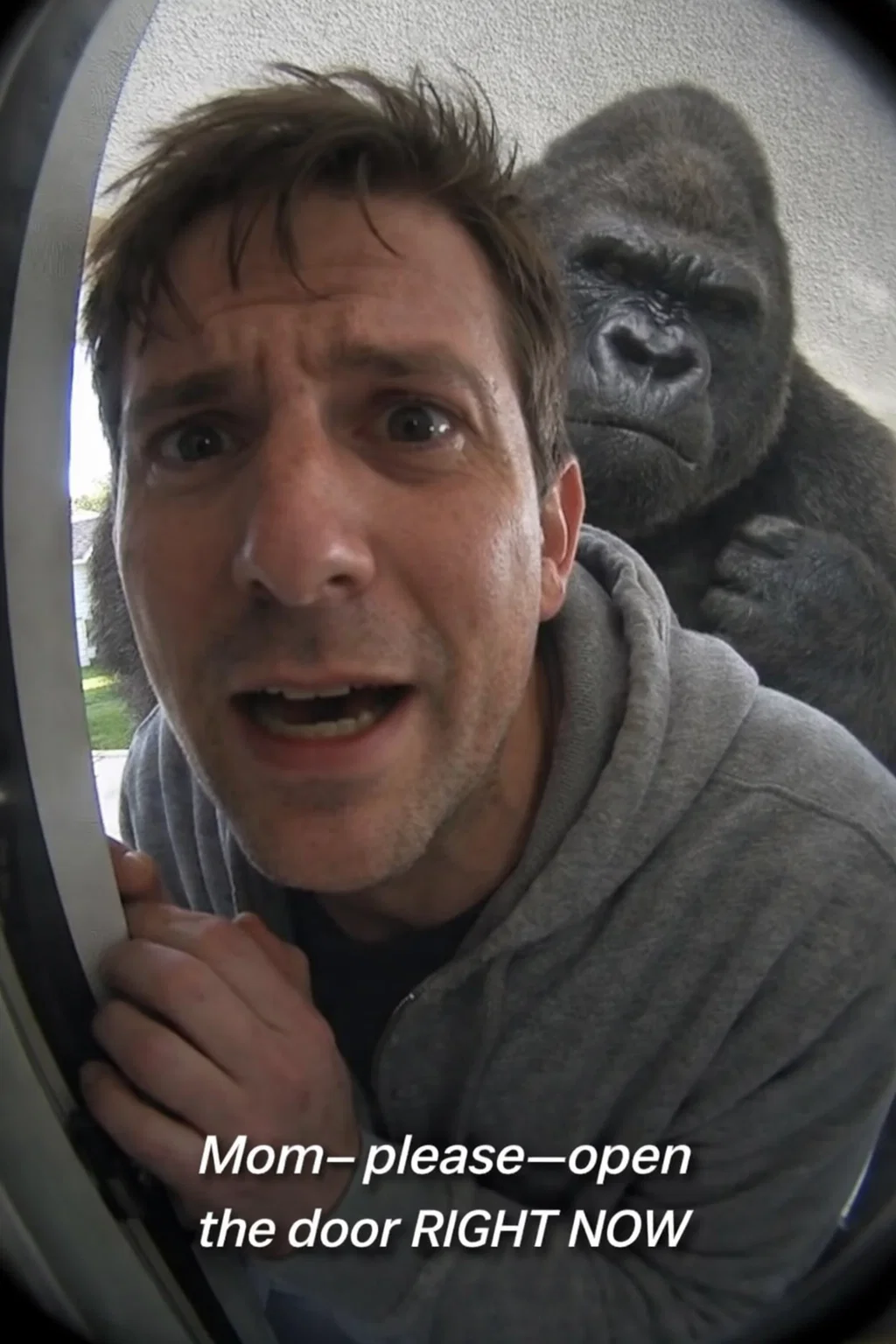 Gorilla Doorstep Surprise